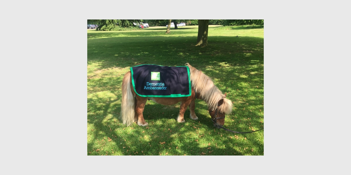 Pony with embroidered rug