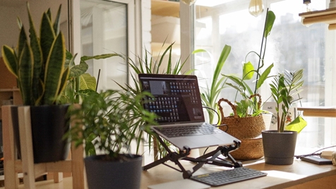Indoor plants in a bright office