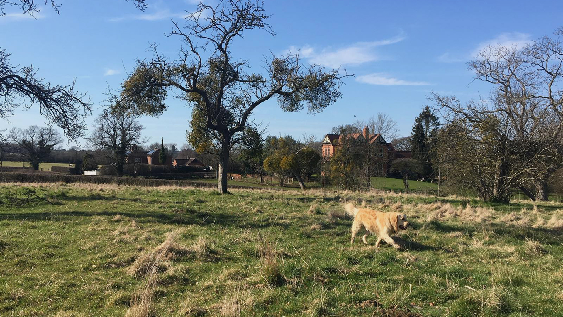 Alfies Field Website Case Study - Header Image of Alfie (Golden Labrador) in an open field