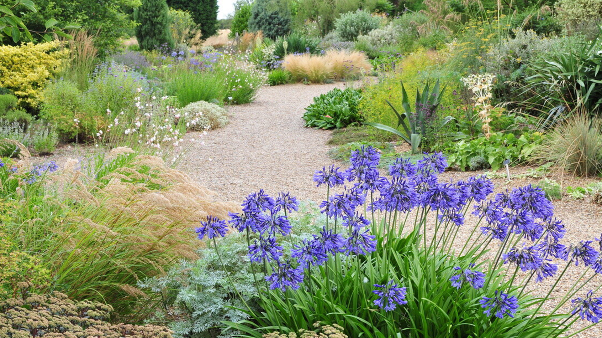 Beth Chatto Case Study - Header Image of Garden